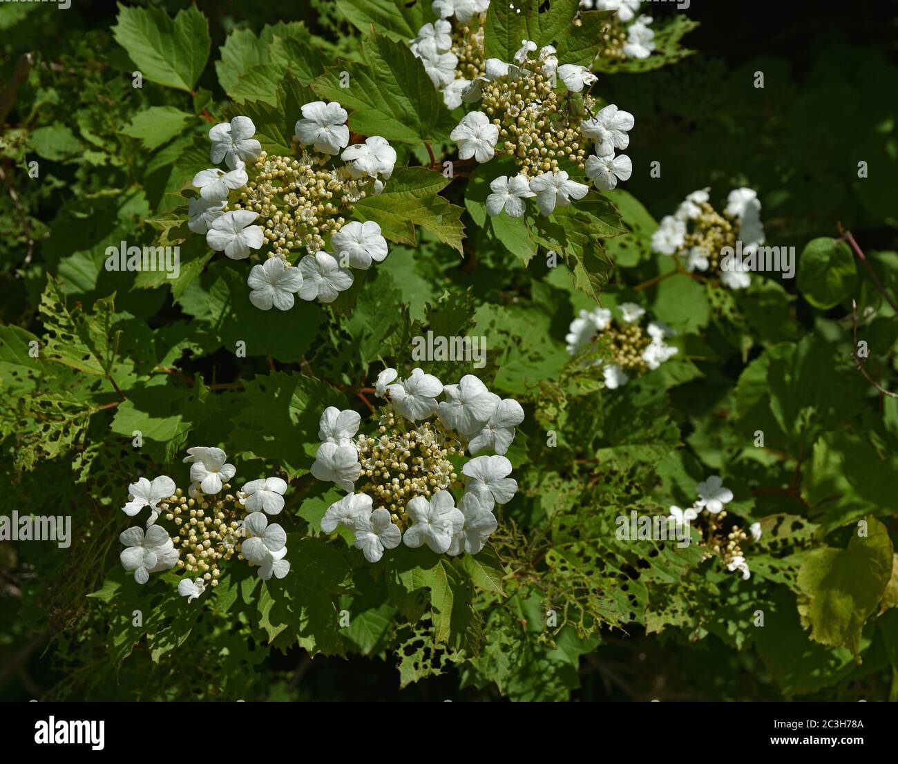 Cespuglio di gru europeo, rosa di guelder, albero di palla di neve, anziano d'acqua, albero di guida, Foto Stock