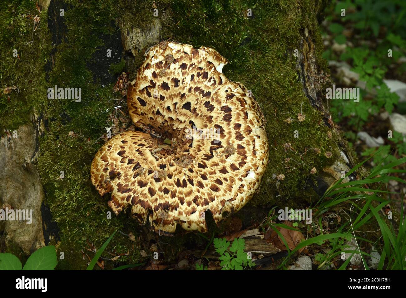 Sella di Dryad, fungo posteriore di fagiano, Foto Stock