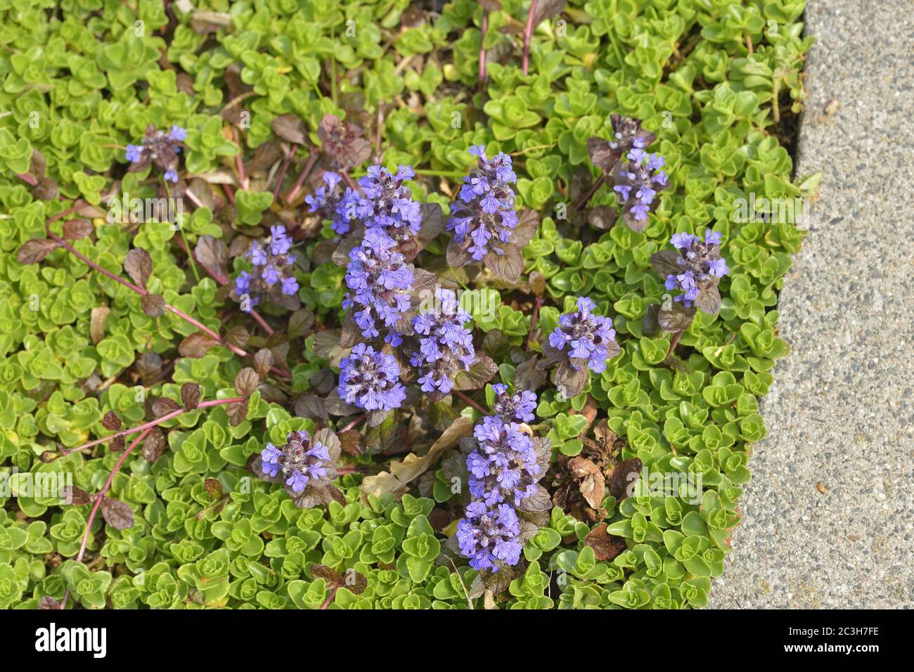 Reptans di Aluga Foto Stock