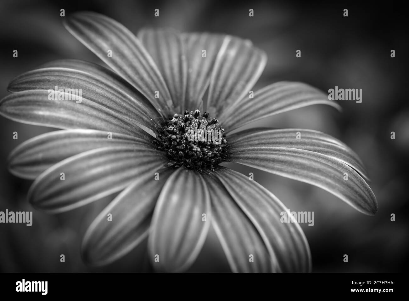 Bella immagine macro scala di grigi di un capo Daisy in un giardino Foto Stock