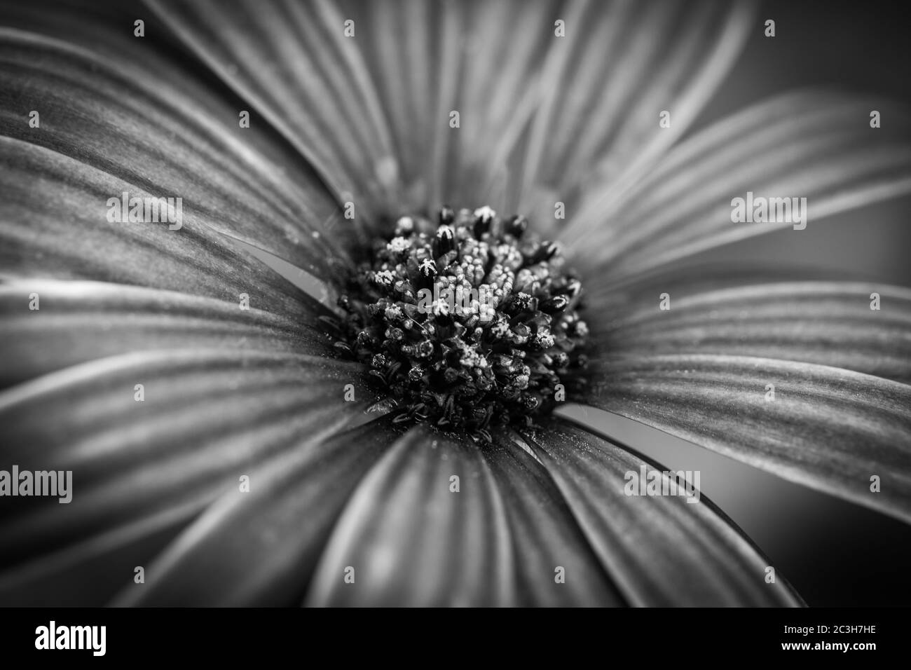 Bella immagine macro scala di grigi di un capo Daisy in un giardino Foto Stock
