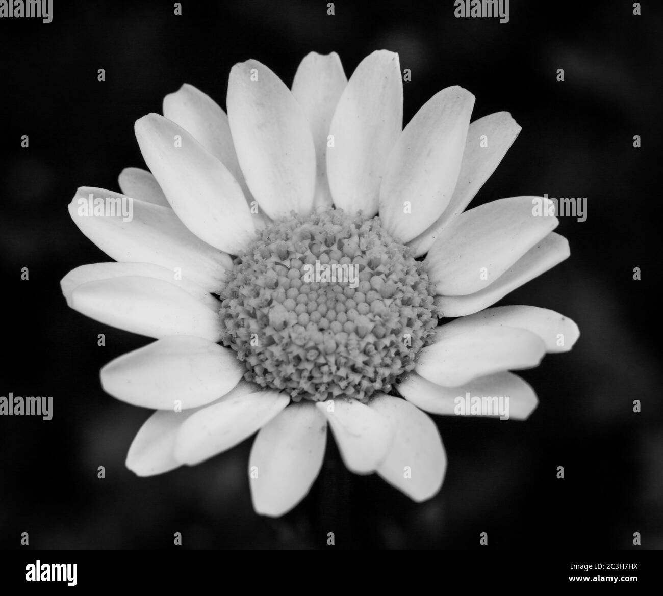 Bella immagine in scala di grigi di campo Daisy in un giardino Foto Stock