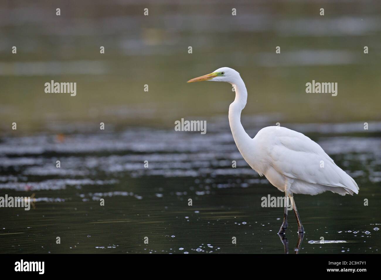 Grande pesce da caccia Egret Foto Stock