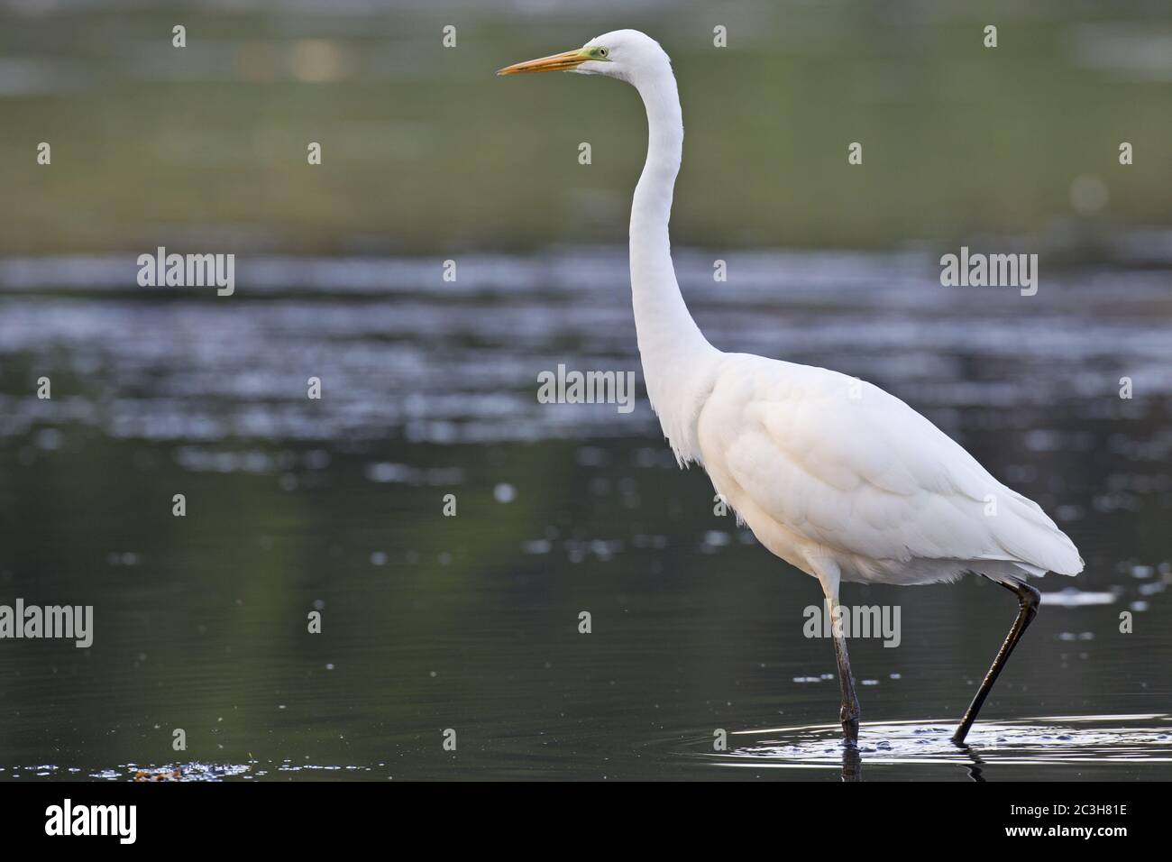 Airone bianco maggiore a caccia di pesce Foto Stock