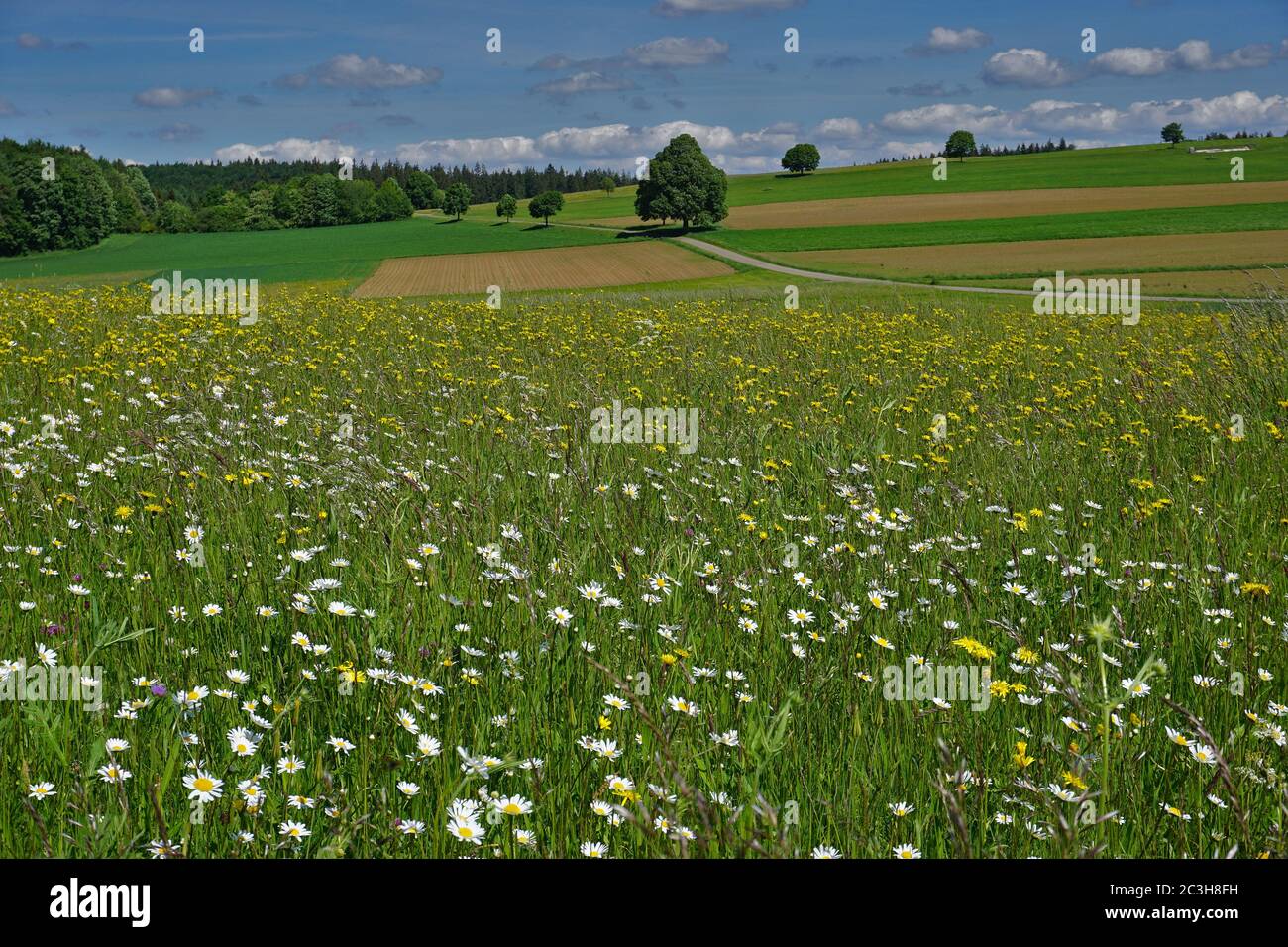 paesaggio con campi di fiori agrari sull'alb sveva, germania Foto Stock