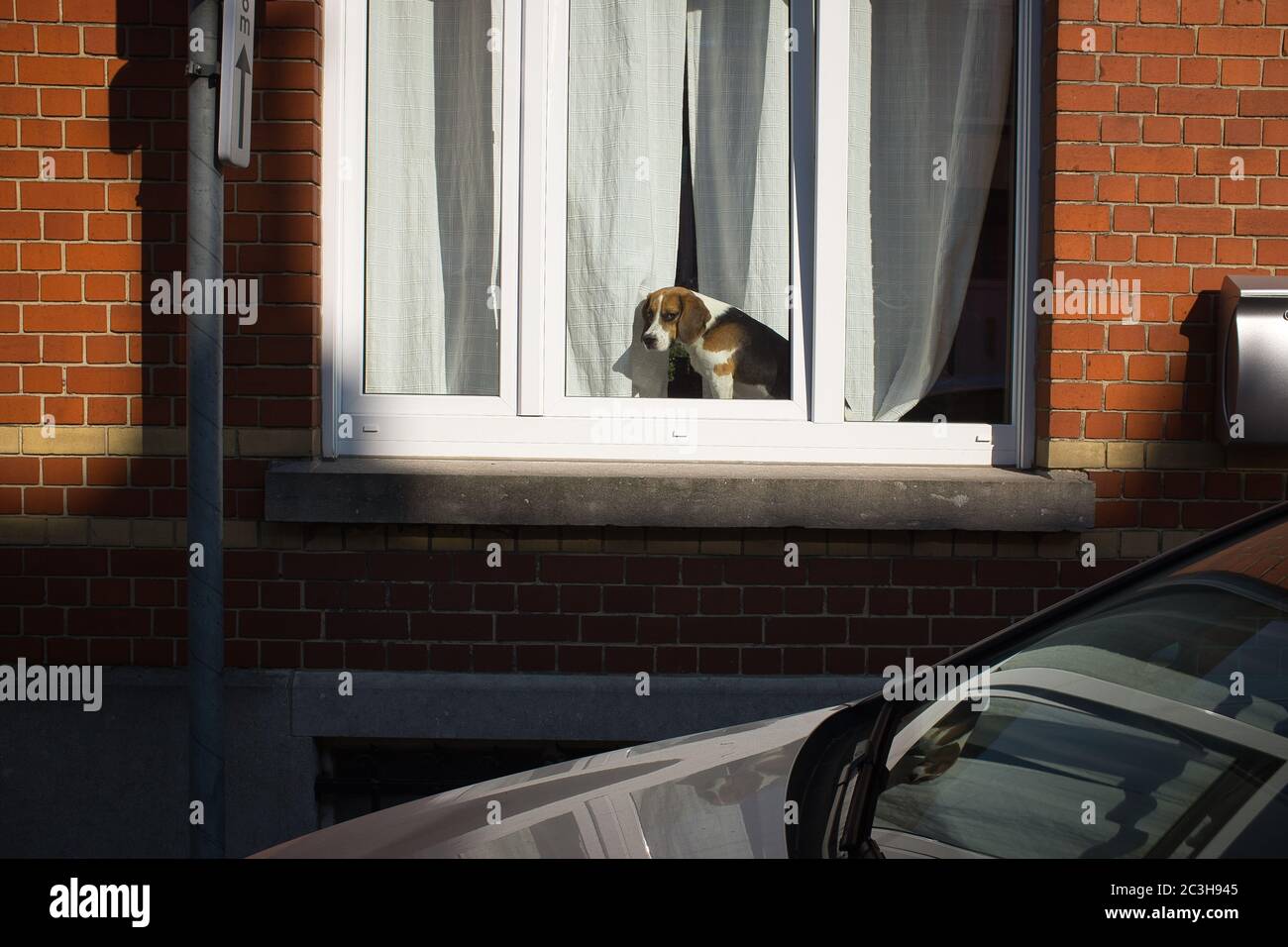 Colpo di un cane carino harrier beagle guardando fuori il finestra Foto Stock