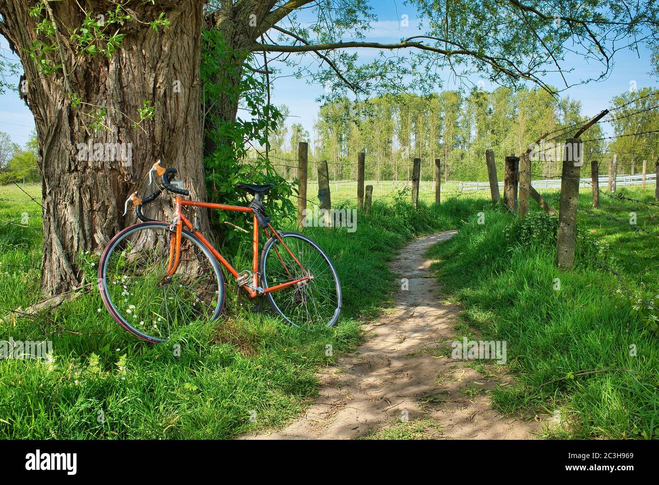 Bel colpo di una bicicletta che pende contro un albero a. giorno Foto Stock