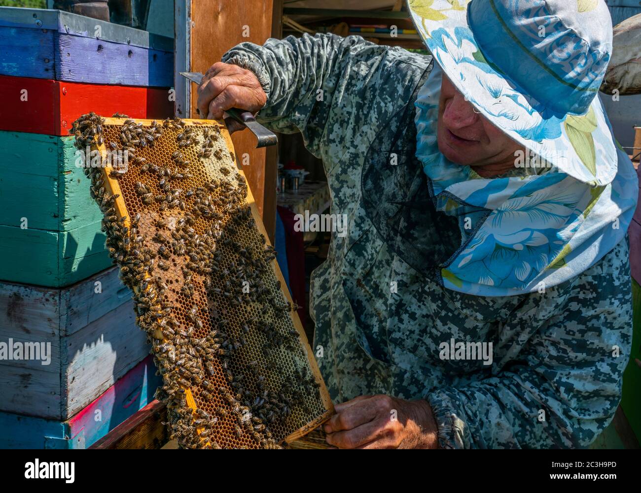 Il lavoro dell'apicoltore, l'apicoltore esamina, controlla e corregge i telai con nidi d'ape Foto Stock