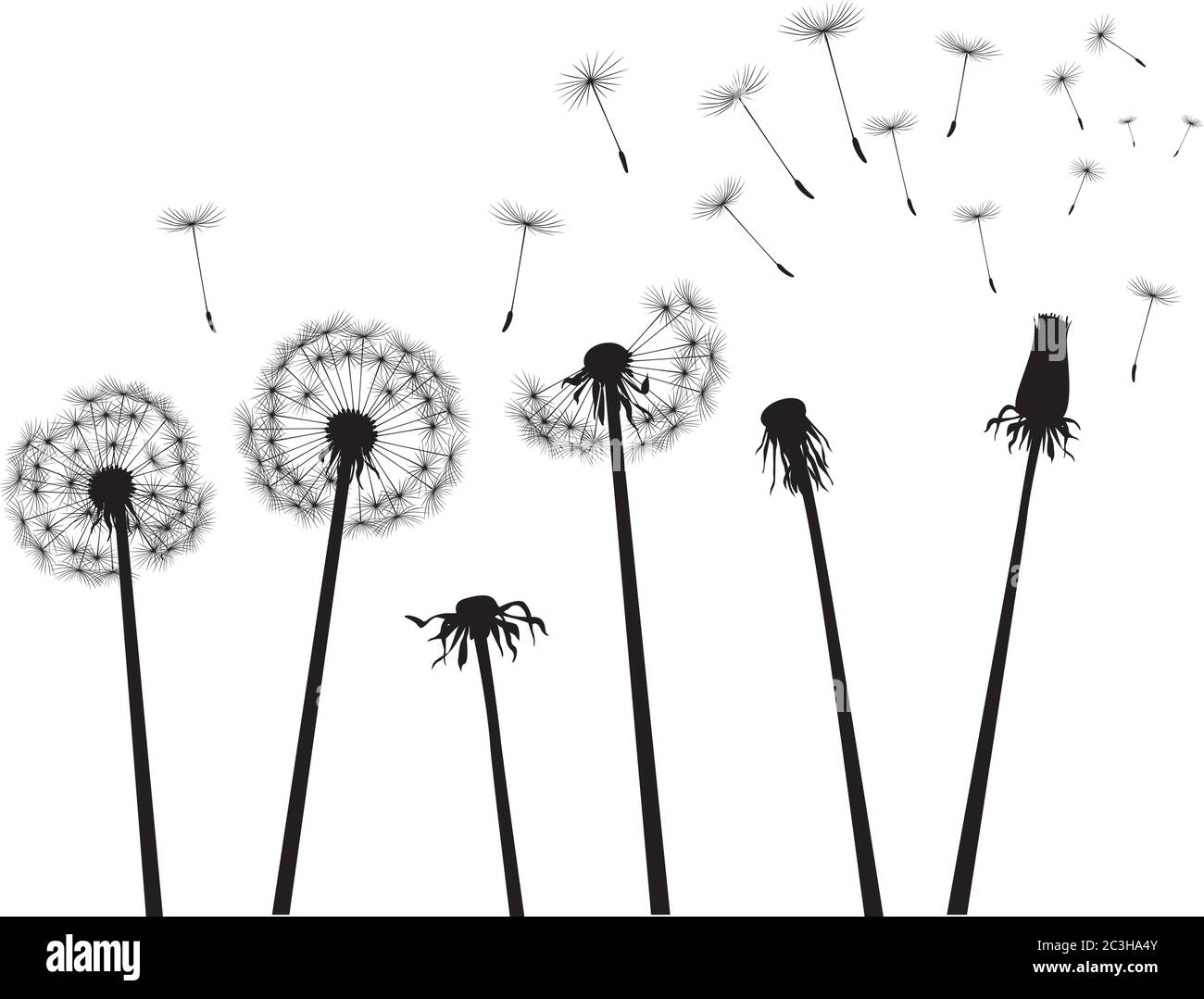 Dente di leone nero su sfondo bianco. Illustrazione vettoriale. Illustrazione Vettoriale