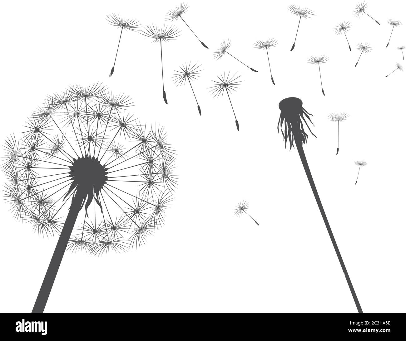 Dente di leone nero su sfondo bianco. Illustrazione vettoriale. Illustrazione Vettoriale