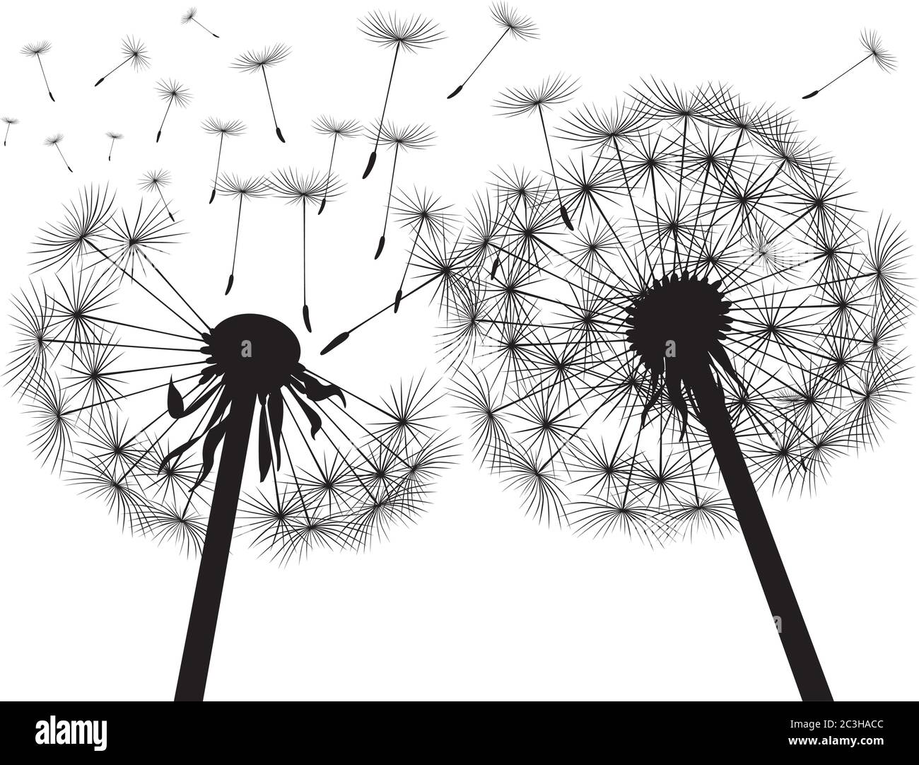 Dente di leone nero su sfondo bianco. Illustrazione vettoriale. Illustrazione Vettoriale