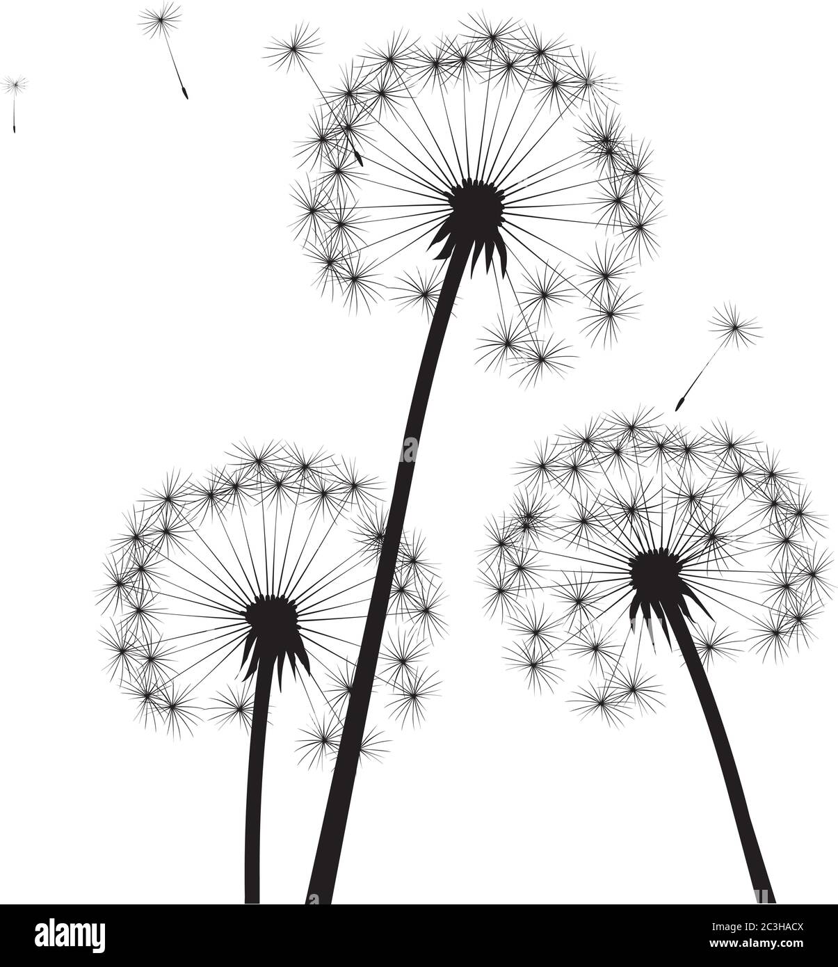 Dente di leone nero su sfondo bianco. Illustrazione vettoriale. Illustrazione Vettoriale