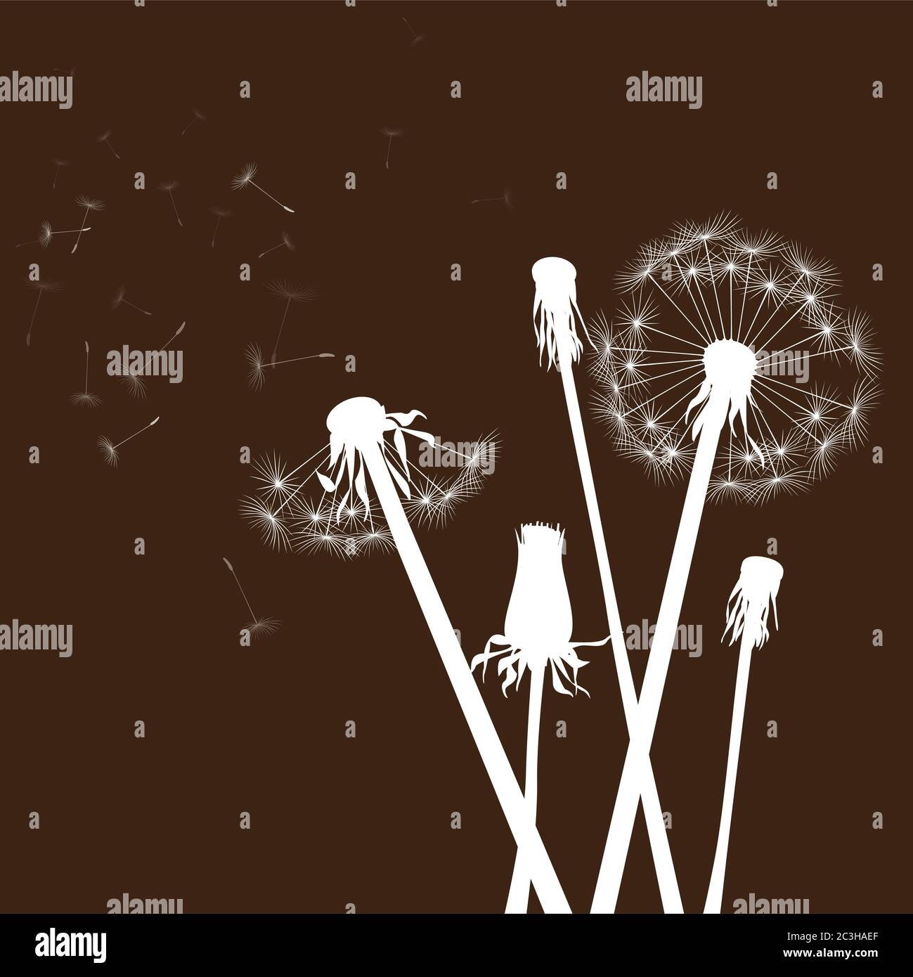 Dente di leone bianco su sfondo nero. Illustrazione vettoriale. File EPS. Illustrazione Vettoriale