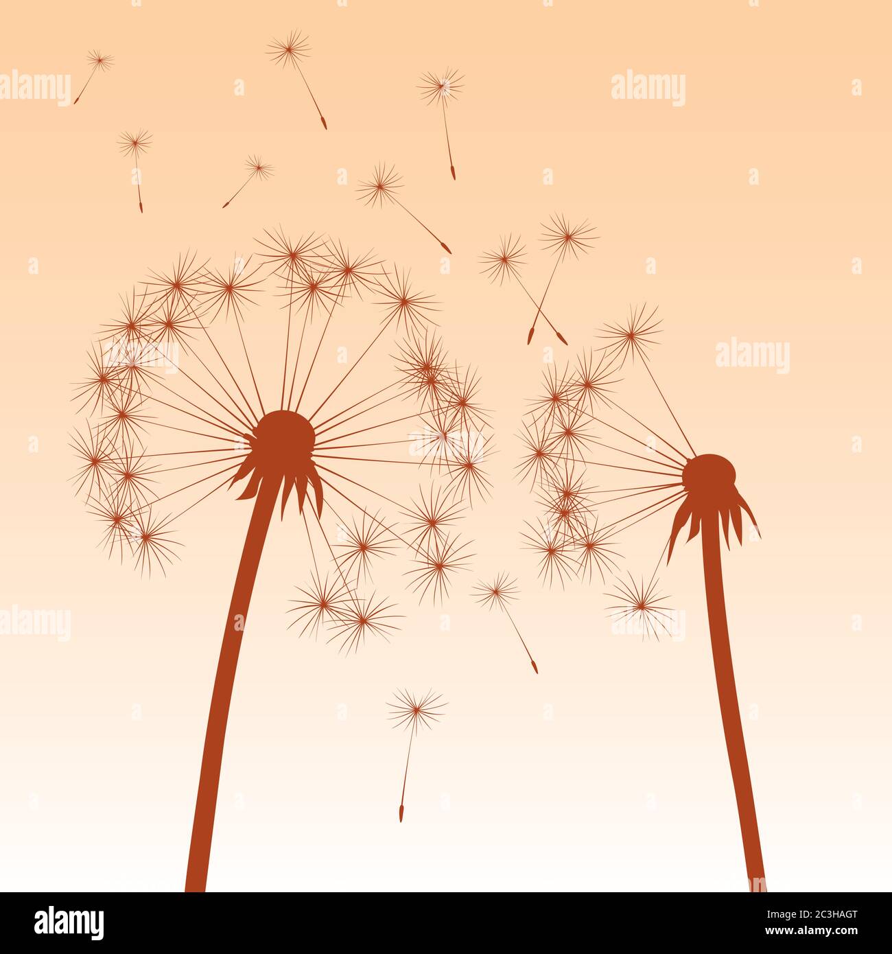 Dente di leone su sfondo nero. Illustrazione vettoriale. File EPS. Illustrazione Vettoriale