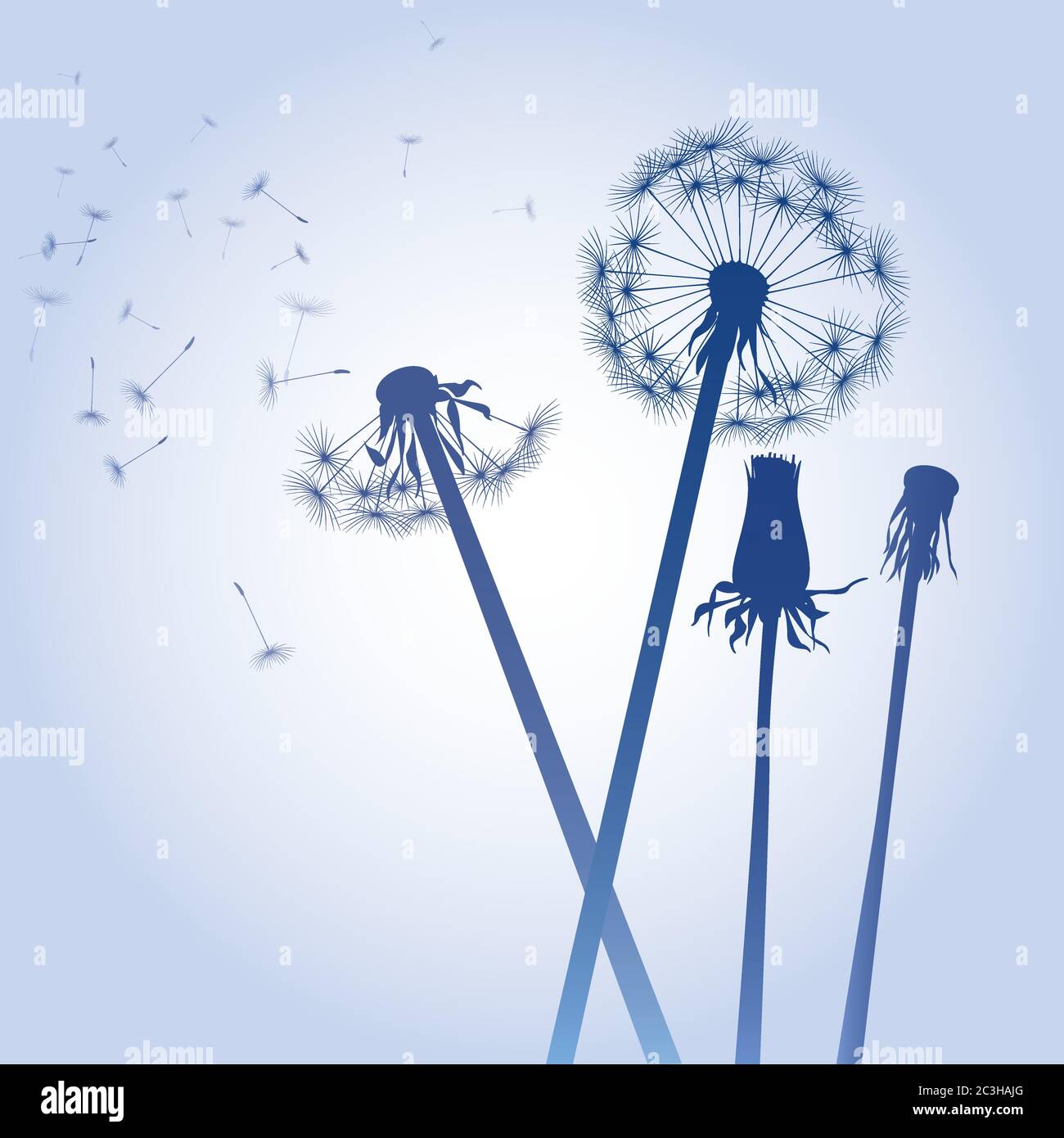 Dente di leone su sfondo a colori. Illustrazione vettoriale. File EPS. Illustrazione Vettoriale