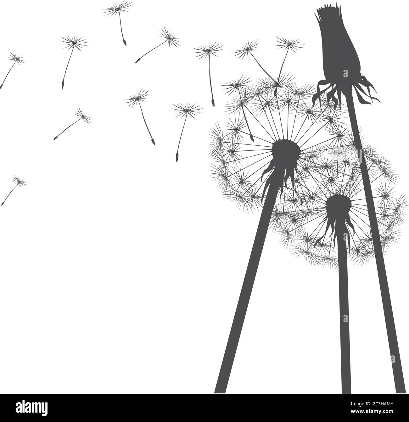 Dente di leone nero su sfondo bianco. Illustrazione vettoriale. Illustrazione Vettoriale