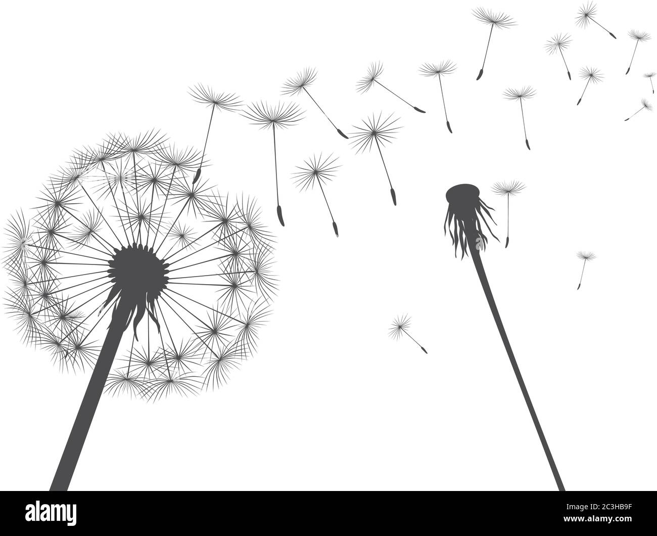 Dente di leone nero su sfondo bianco. Illuminazione vettoriale. Illustrazione Vettoriale