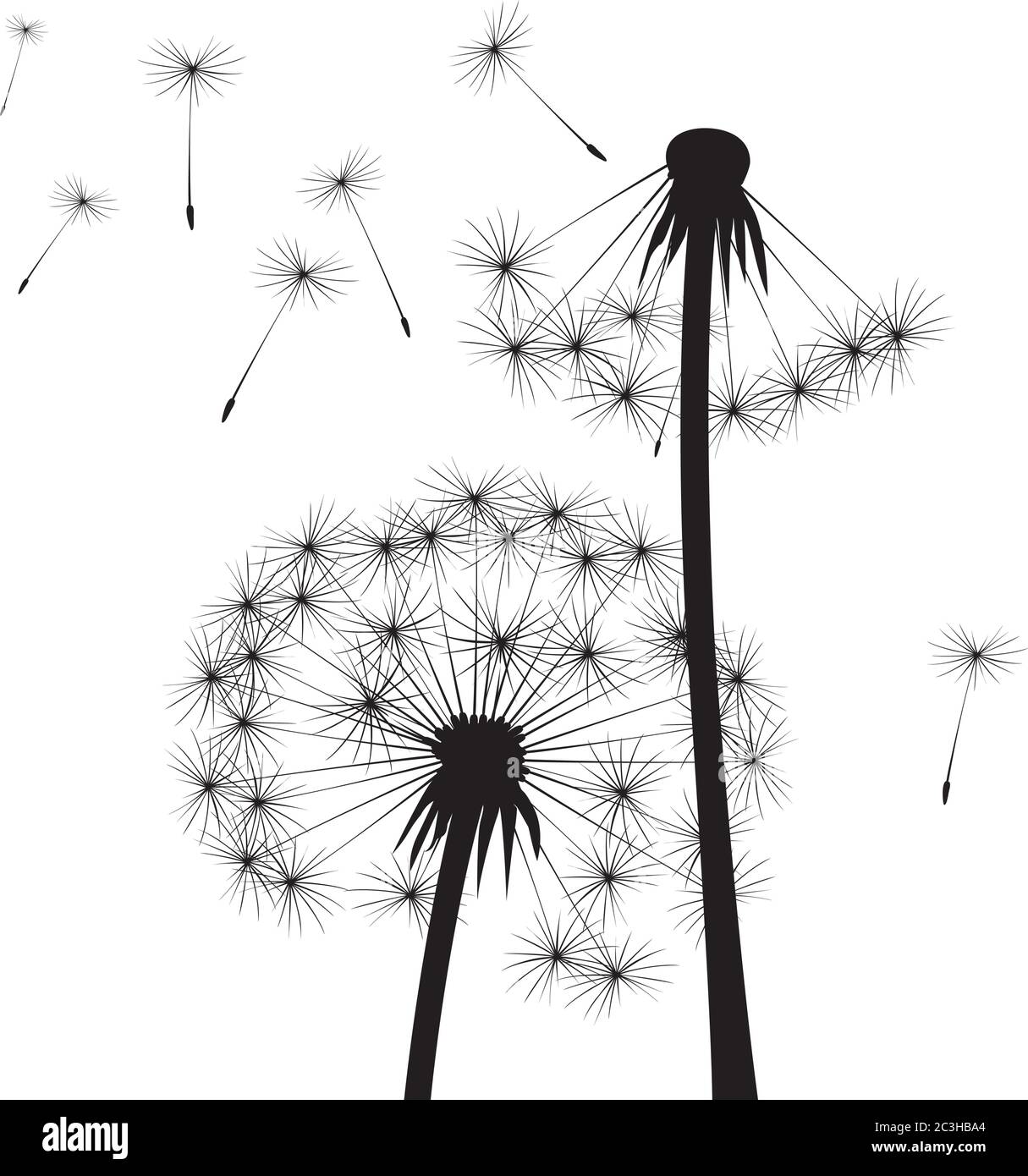 Dente di leone nero su sfondo bianco. Illustrazione vettoriale. Illustrazione Vettoriale