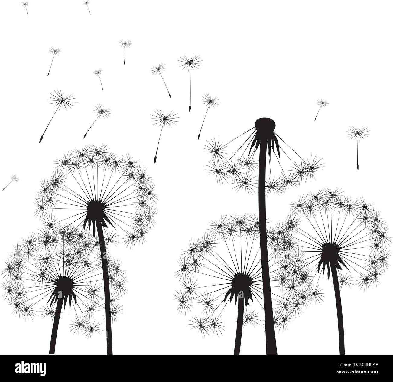 Dente di leone nero su sfondo bianco. Illustrazione vettoriale. Illustrazione Vettoriale