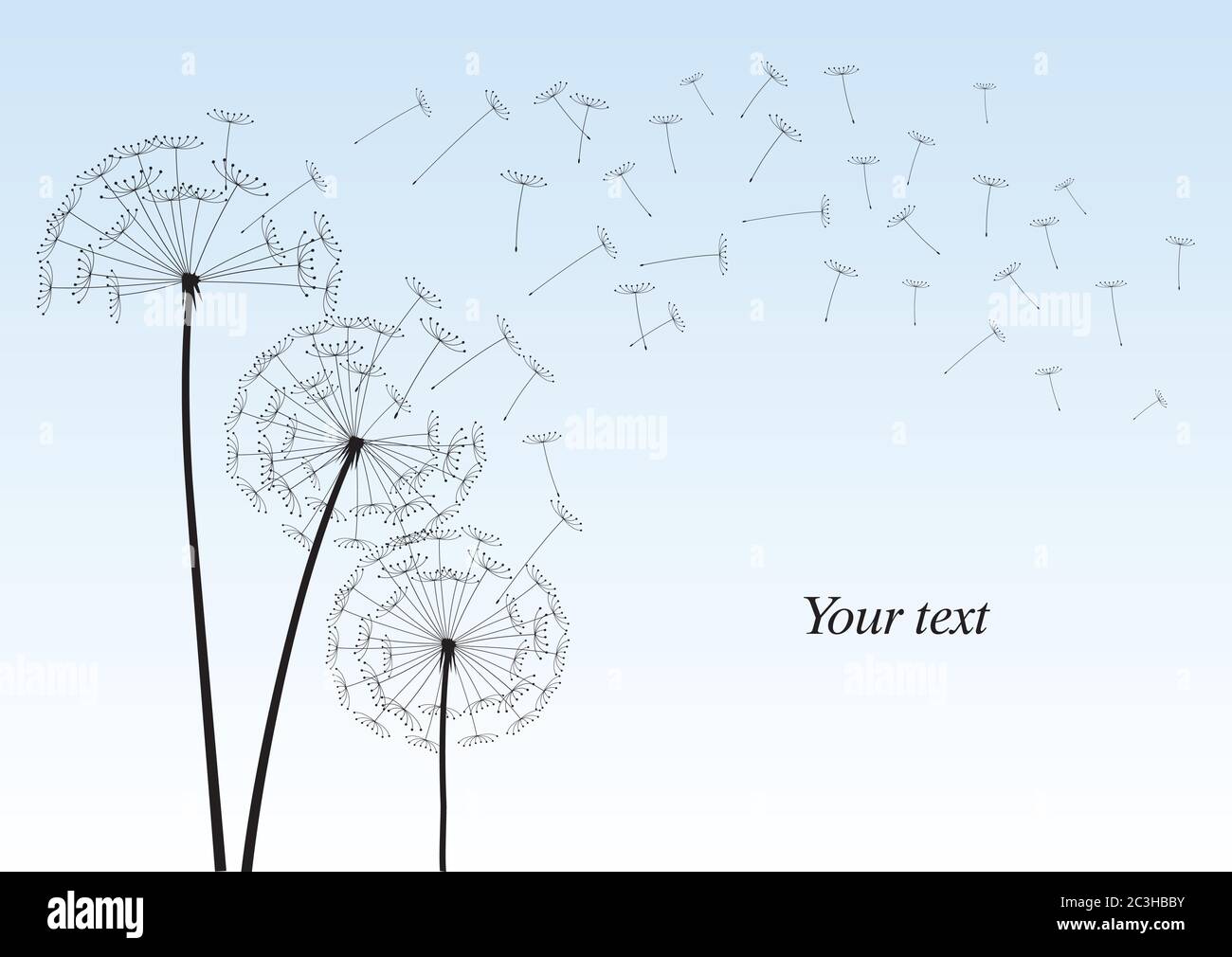 Dente di leone su sfondo nero. Illustrazione vettoriale. File EPS. Illustrazione Vettoriale