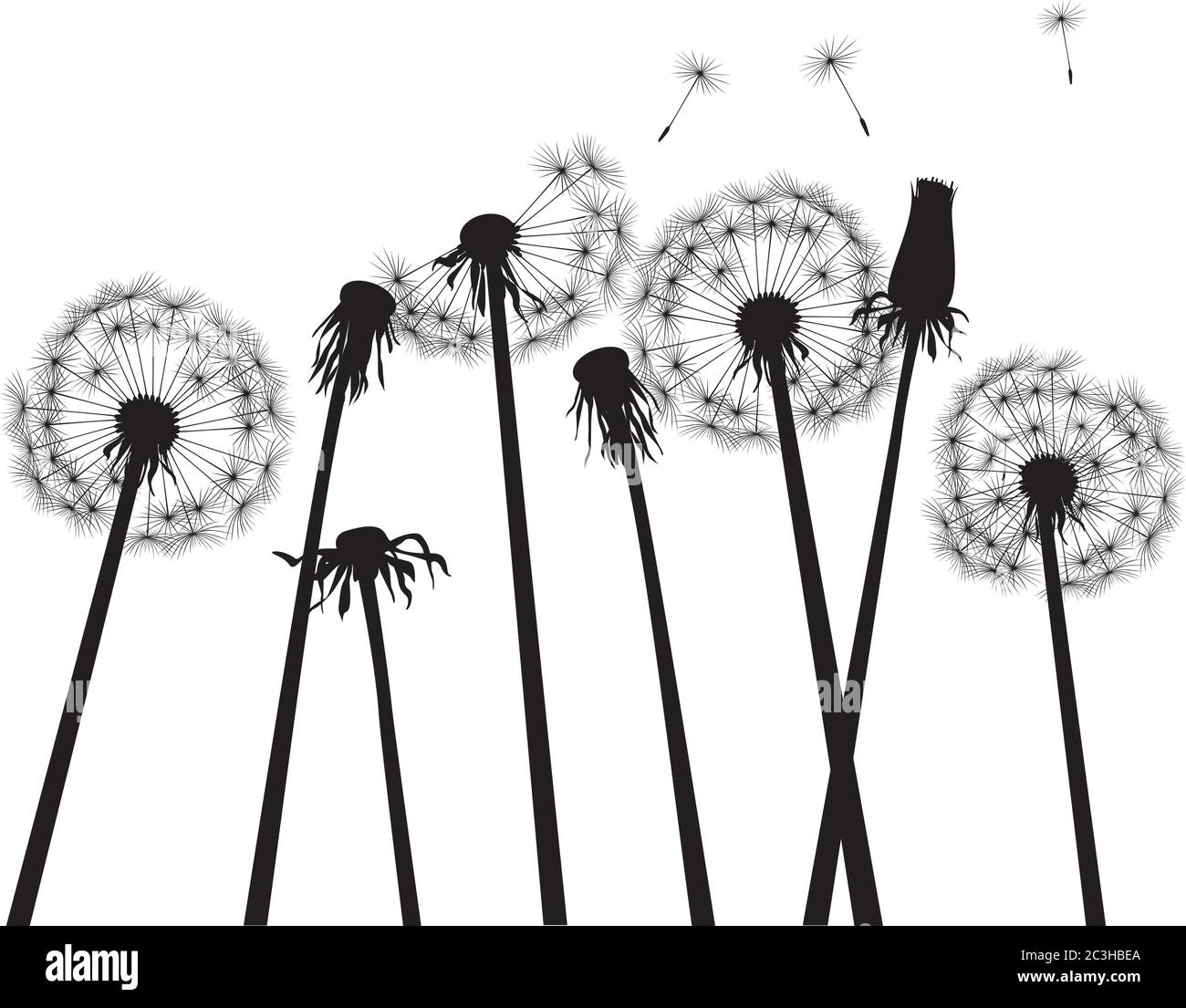 Dente di leone nero su sfondo bianco. Illustrazione vettoriale. Illustrazione Vettoriale