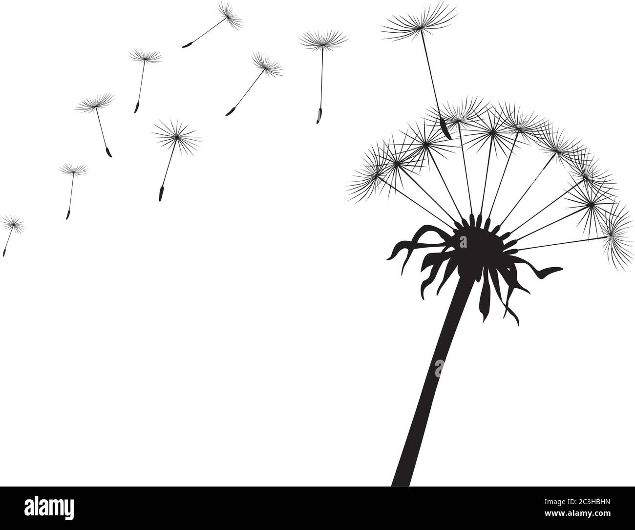 Dente di leone nero su sfondo bianco. Illustrazione vettoriale. Illustrazione Vettoriale