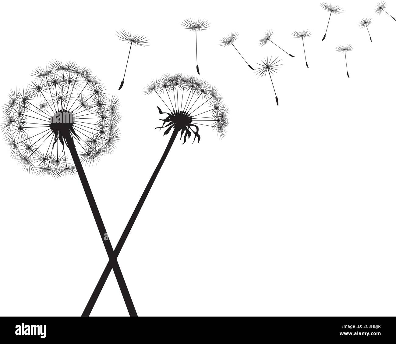 Dente di leone nero su sfondo bianco. Illustrazione vettoriale. Illustrazione Vettoriale