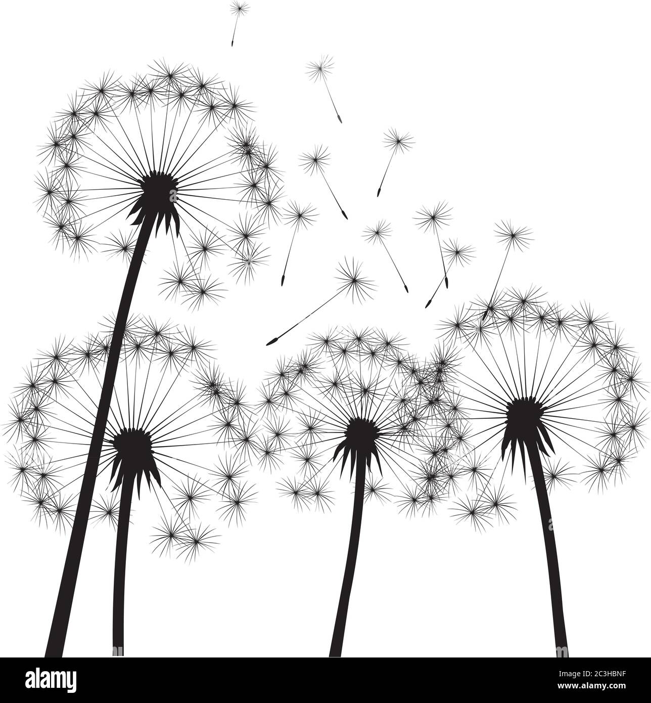 Dente di leone nero su sfondo bianco. Illustrazione vettoriale. Illustrazione Vettoriale