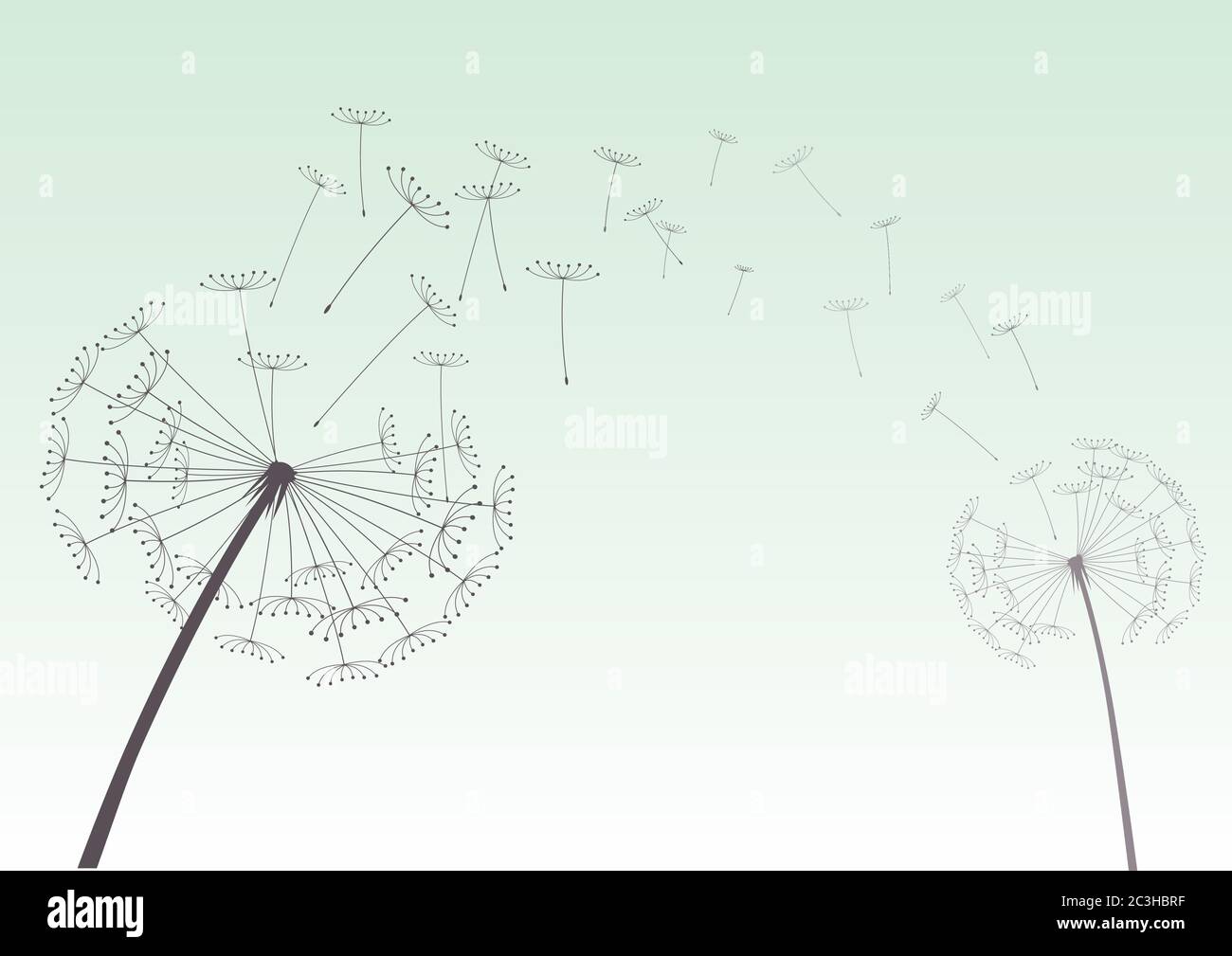 Dente di leone su sfondo nero. Illustrazione vettoriale. File EPS. Illustrazione Vettoriale