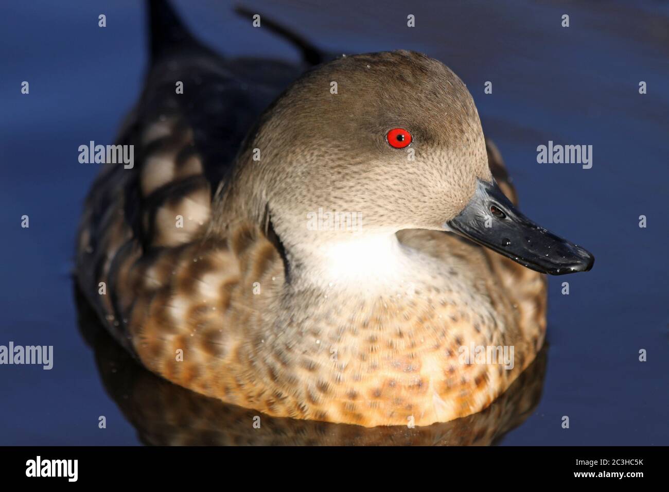 Anatra crestata patagoniana (Lophonetta specularioides specularioides) Foto Stock