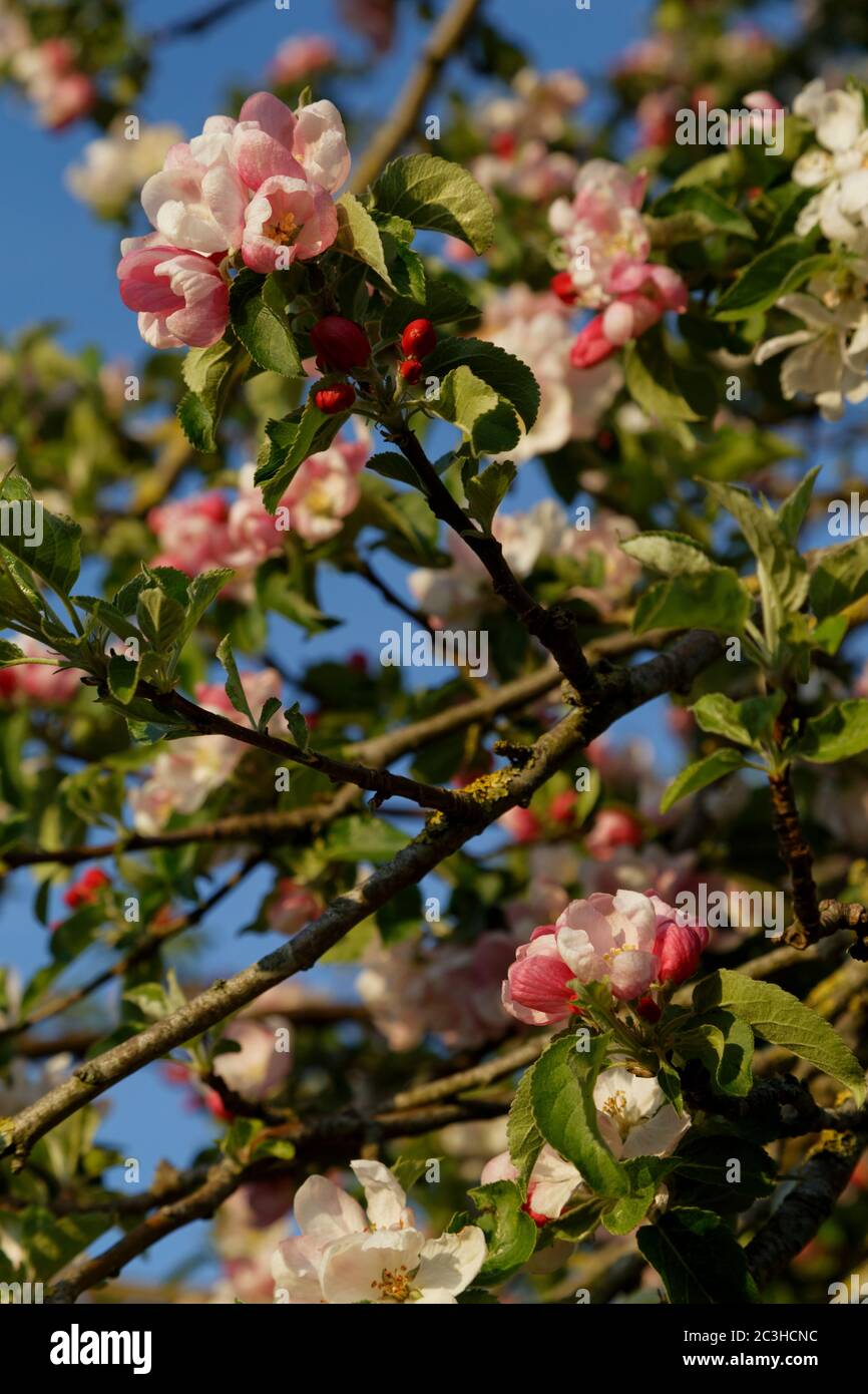 Albero di Crabapple selvatico in fiore nella campagna inglese contro un cielo blu Foto Stock