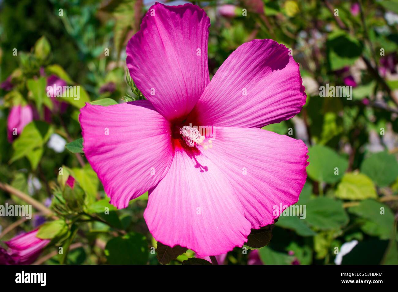 Bello hibiscus scarlatto primo piano, regalo di festa dei fiori Foto Stock