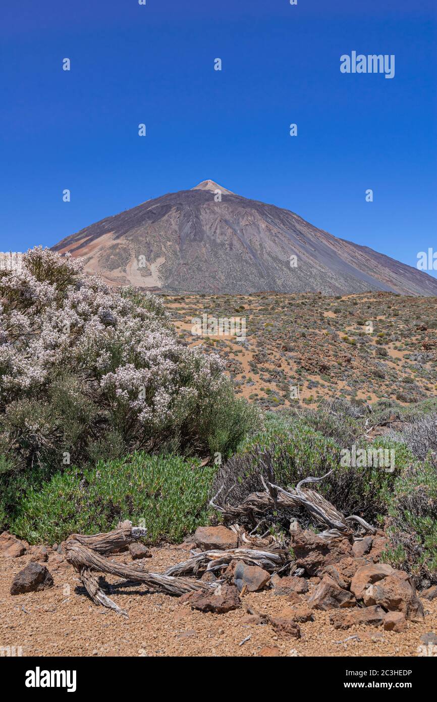 Paesaggio del parco nazionale vulcanico di Teide, con fioritura di Spartocytisus suranubius, Tenerife, isole Canarie, Spagna Foto Stock