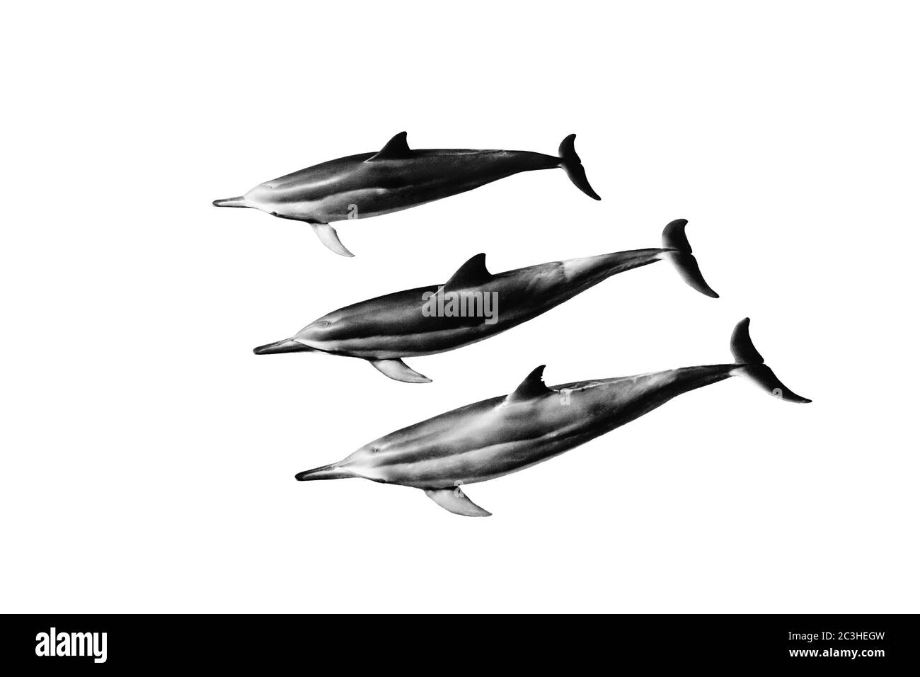 Bella illustrazione di tre delfini grigi su sfondo bianco Foto Stock