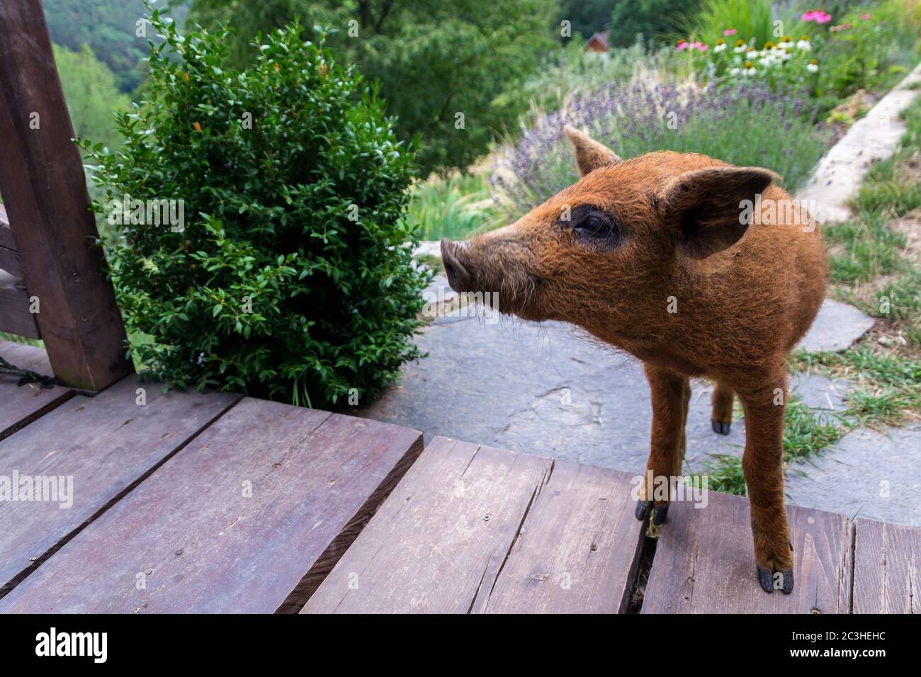 Piccolo maiale domestico vietnamita piccolo bambino che corre su erba verde sul giardino intorno alla casa, giorno estivo soleggiato Foto Stock