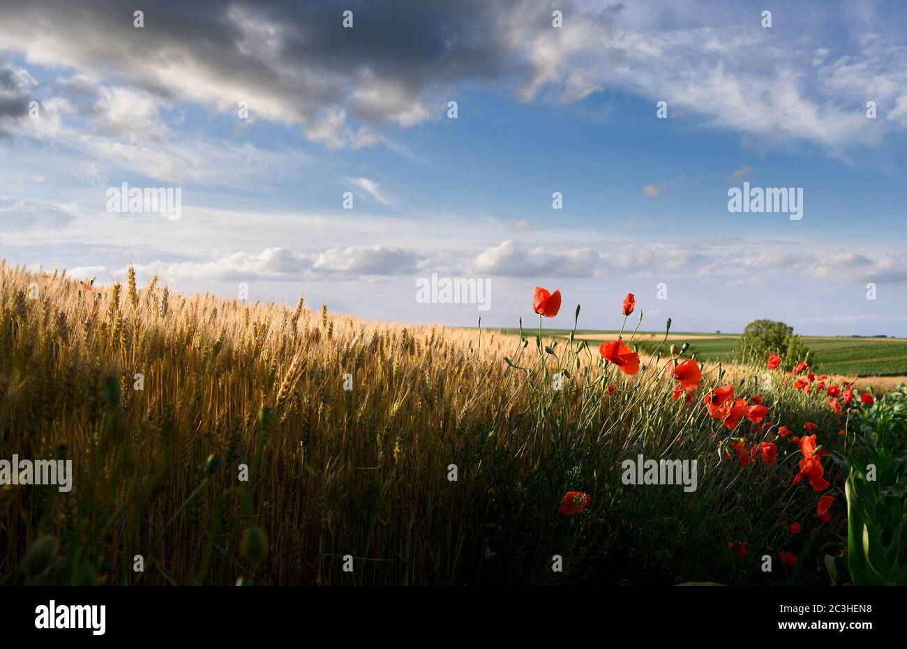 Bellissimi papaveri in un campo di grano all'alba Foto Stock