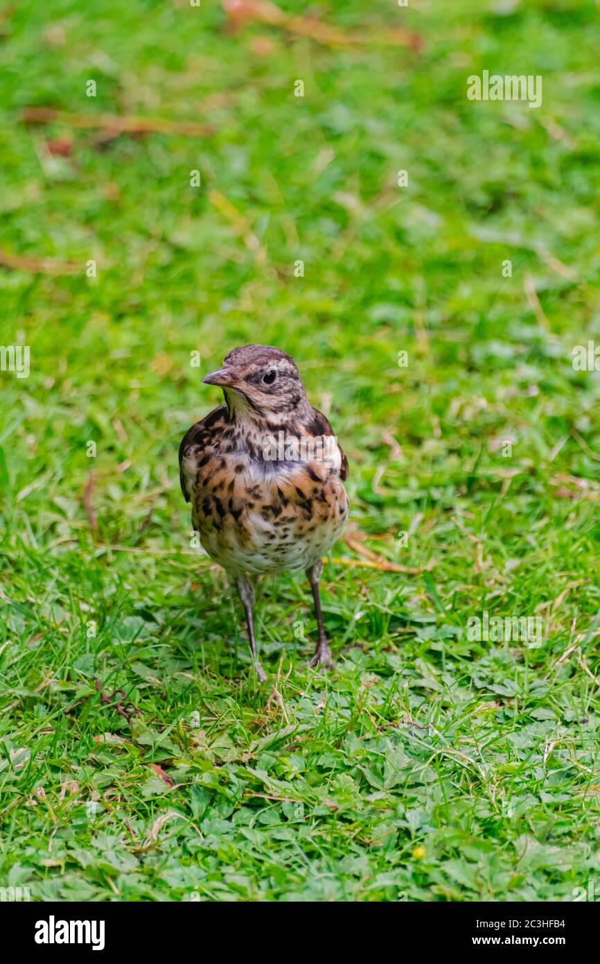 Song thrush, (Turdus philomelos), su una superficie verde di erba Foto Stock