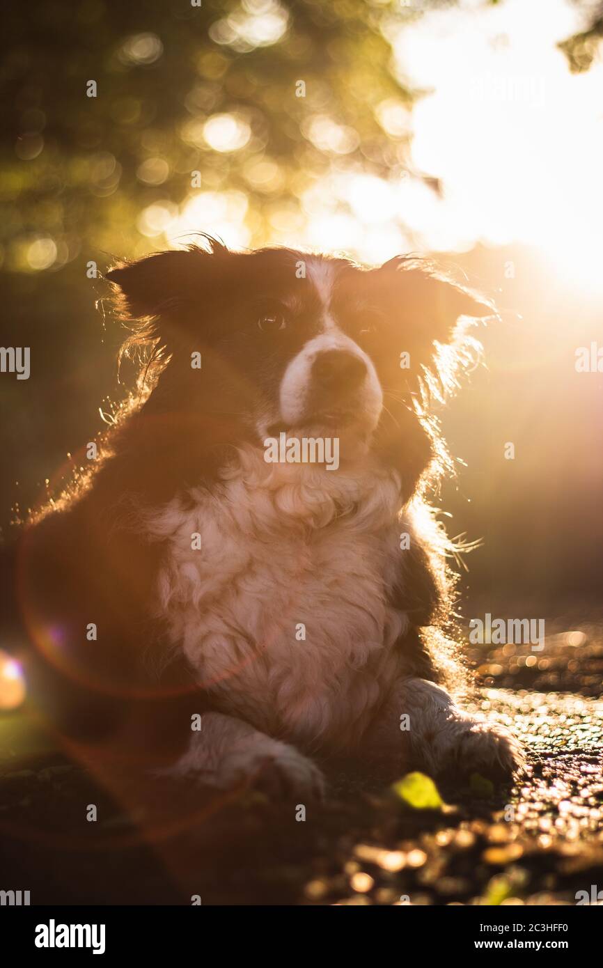 Bella collie di confine che si trova in erba al tramonto Foto Stock