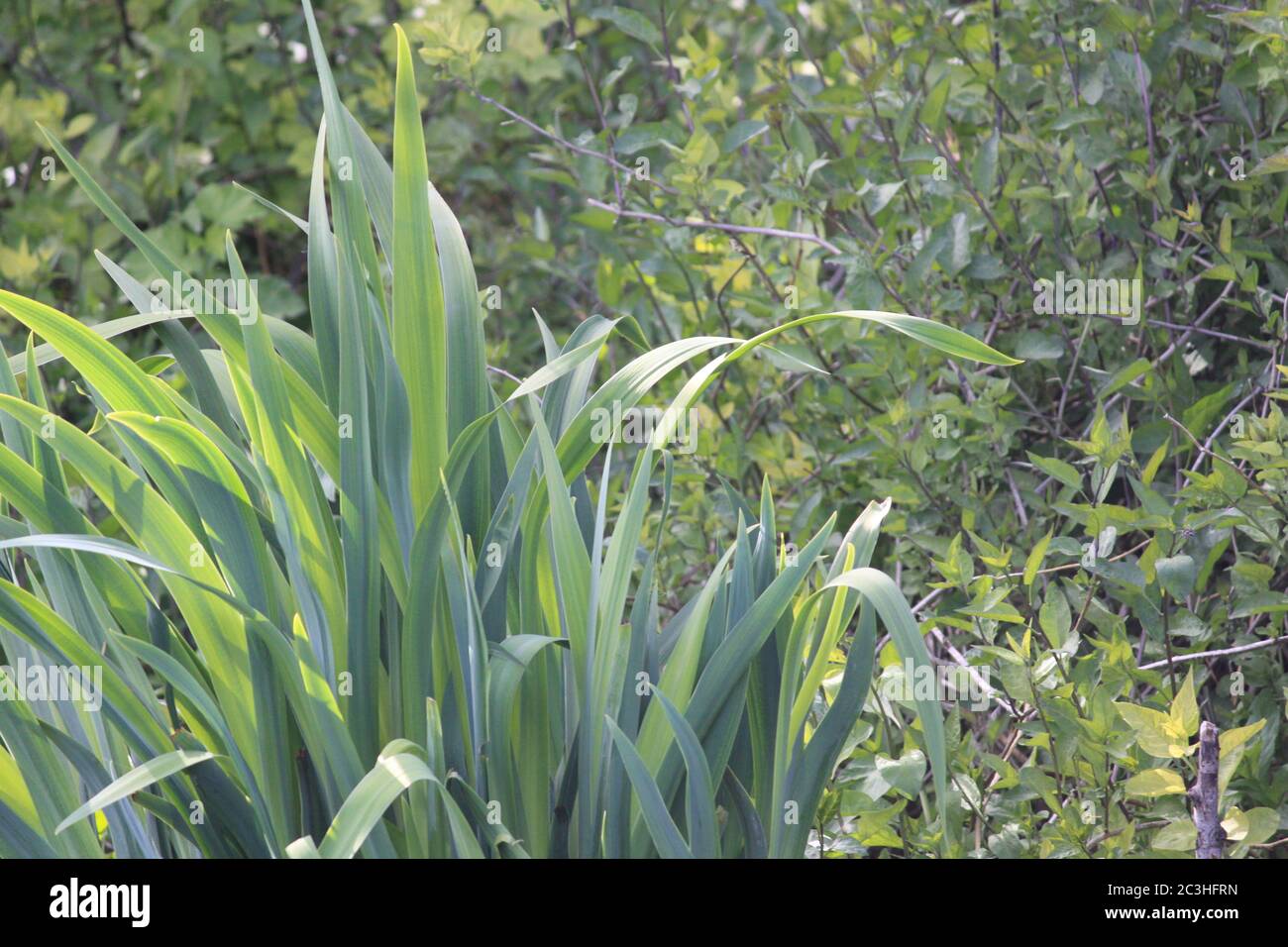 Giungla tropicale botanica verde pianta sfondo carta da parati Foto Stock