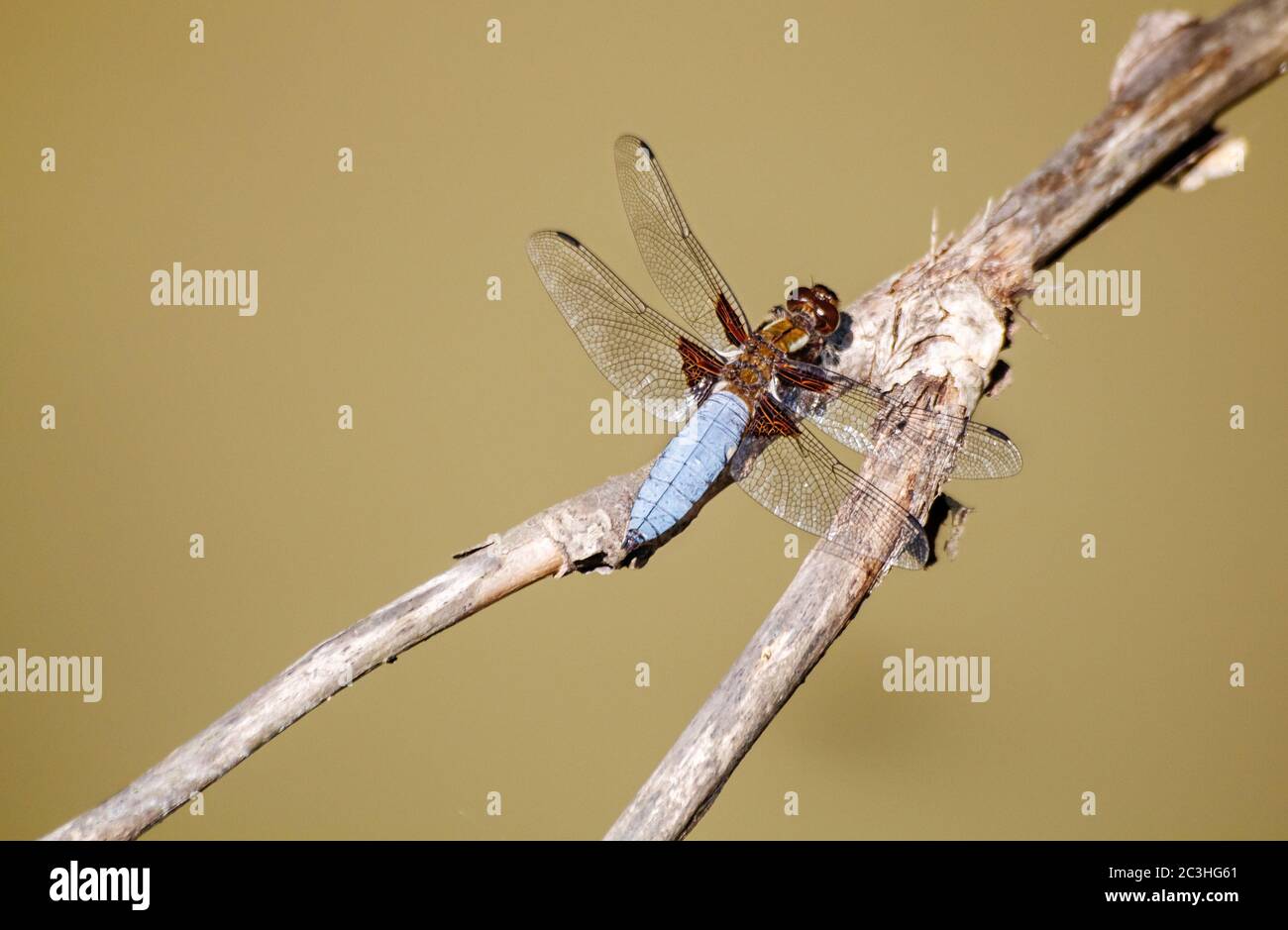 big blu libellula si siede su un ramo il giorno d'estate Foto Stock