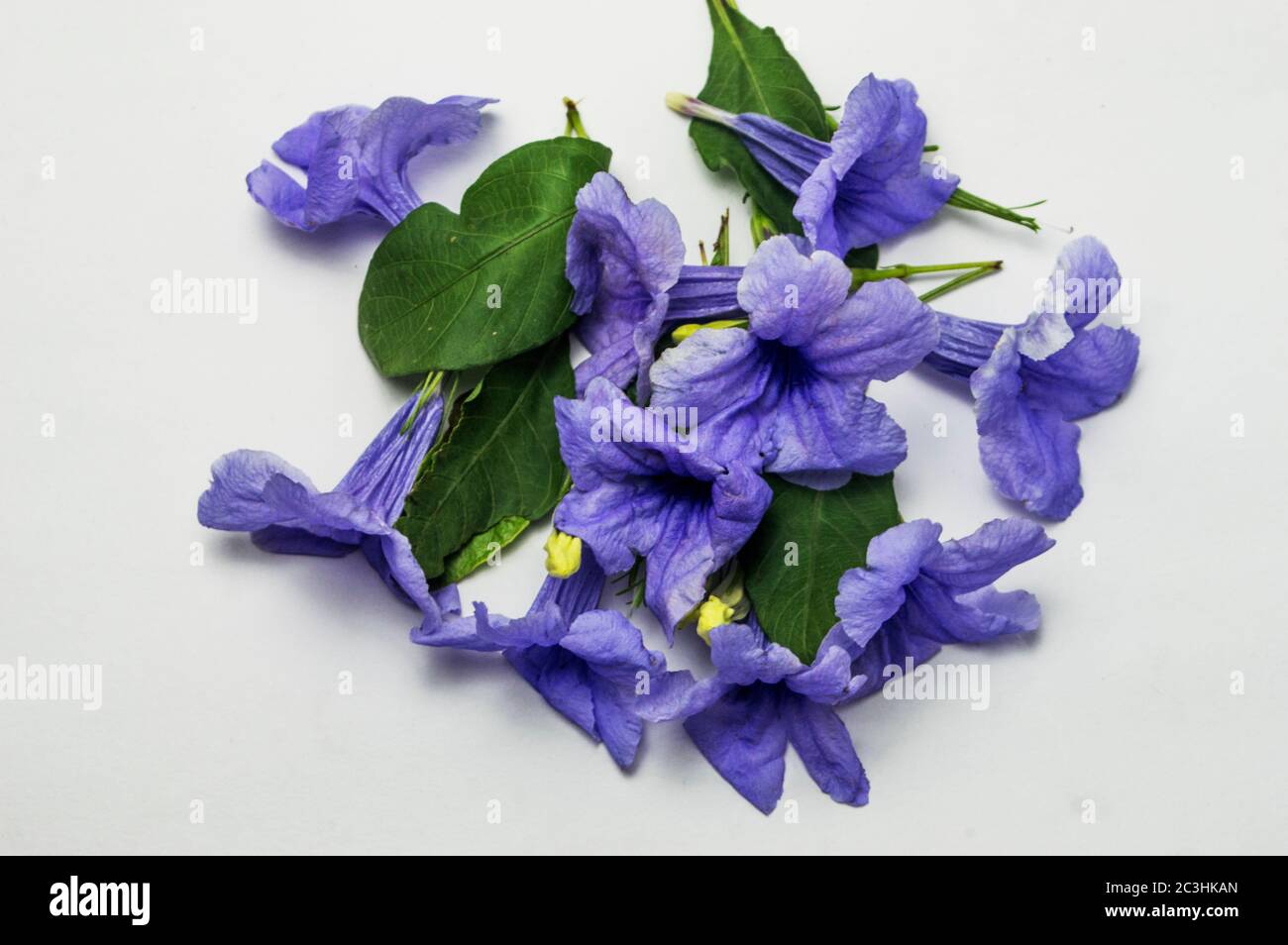 Fiori viola corno isolato su sfondo bianco Foto Stock