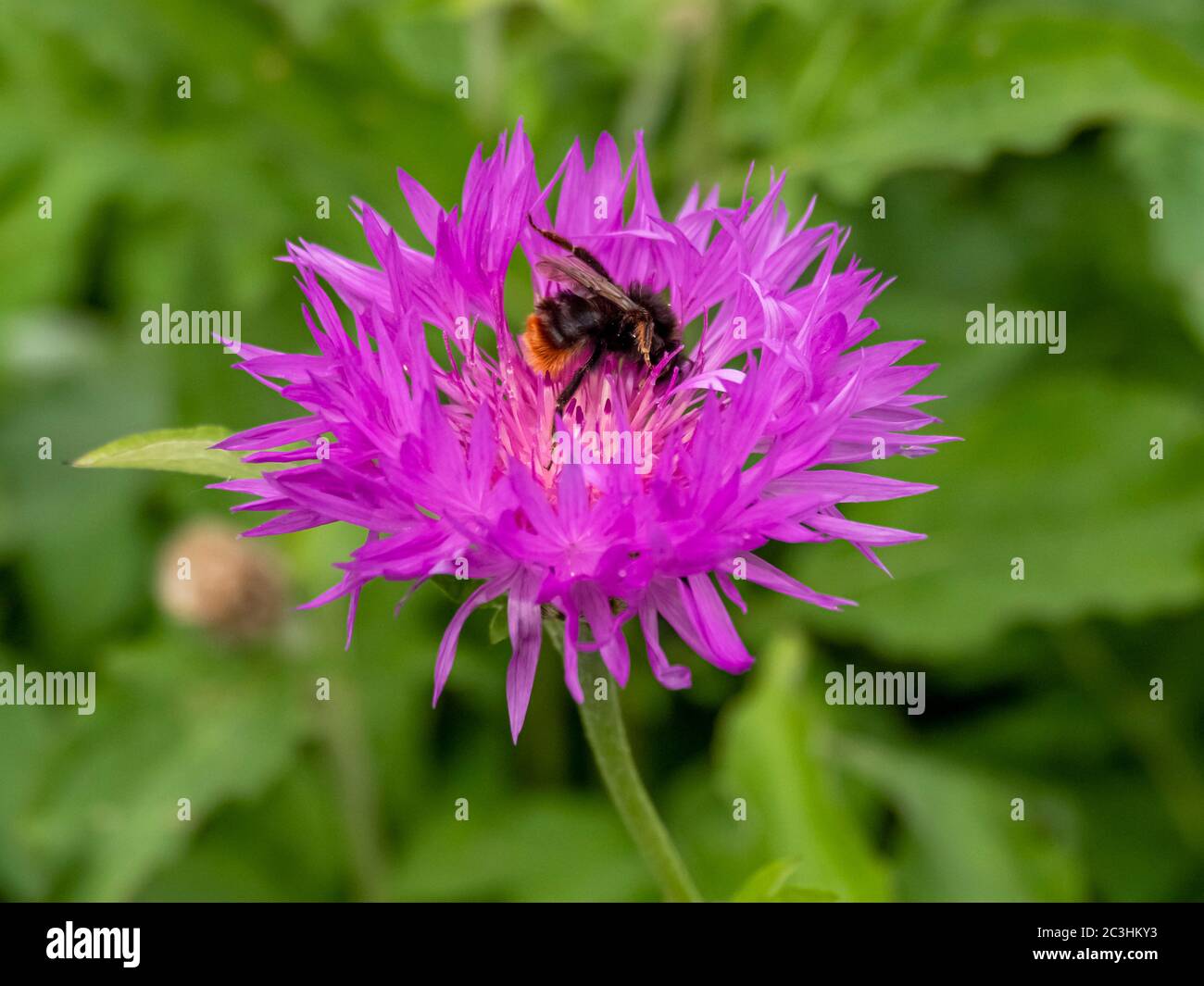 Primo piano di un fiore di mais viola in un giardino con un'ape da visita pollinator Foto Stock