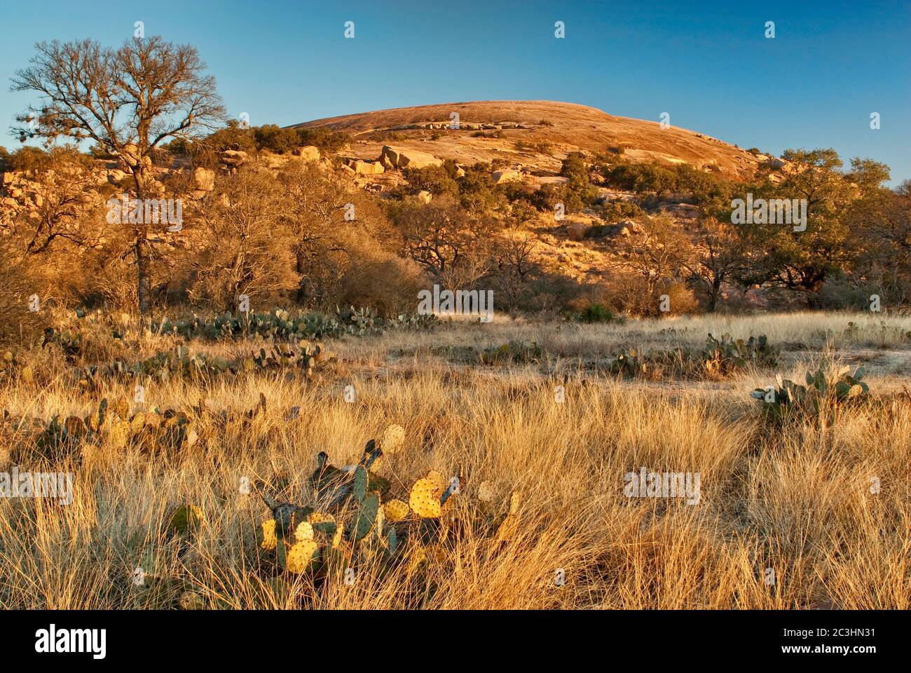 Main Dome all'alba, graminacee, Enchanted Rock State Natural area, in Hill Country vicino a Fredericksburg, Texas, Stati Uniti Foto Stock