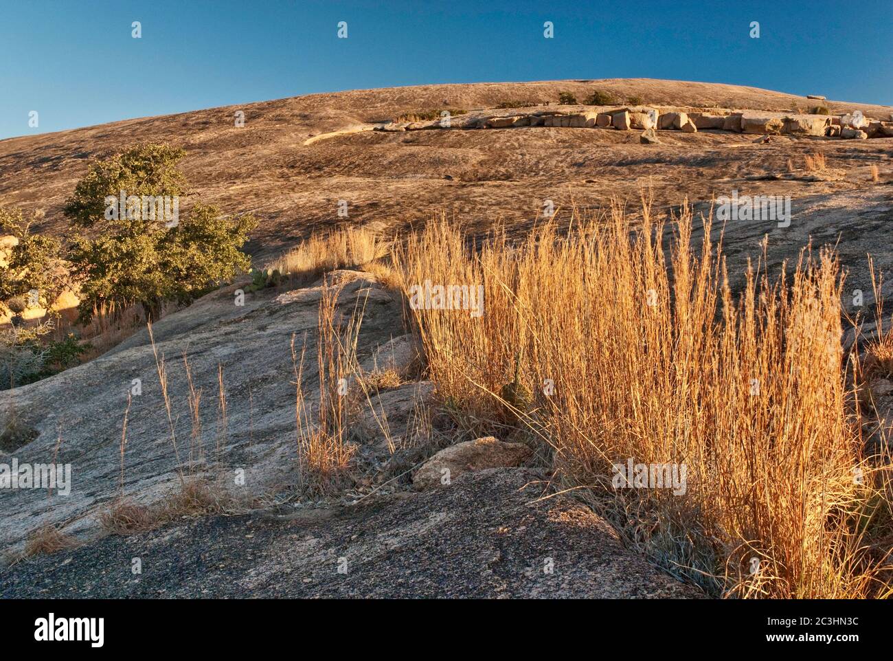 Main Dome all'alba, graminacee, Enchanted Rock State Natural area, in Hill Country vicino a Fredericksburg, Texas, Stati Uniti Foto Stock