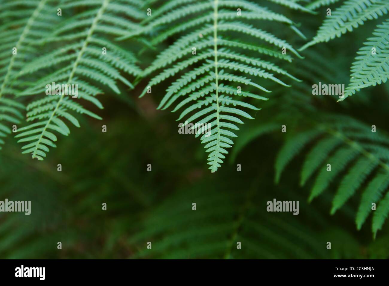 Dettaglio di fronti di felce verdi Foto Stock