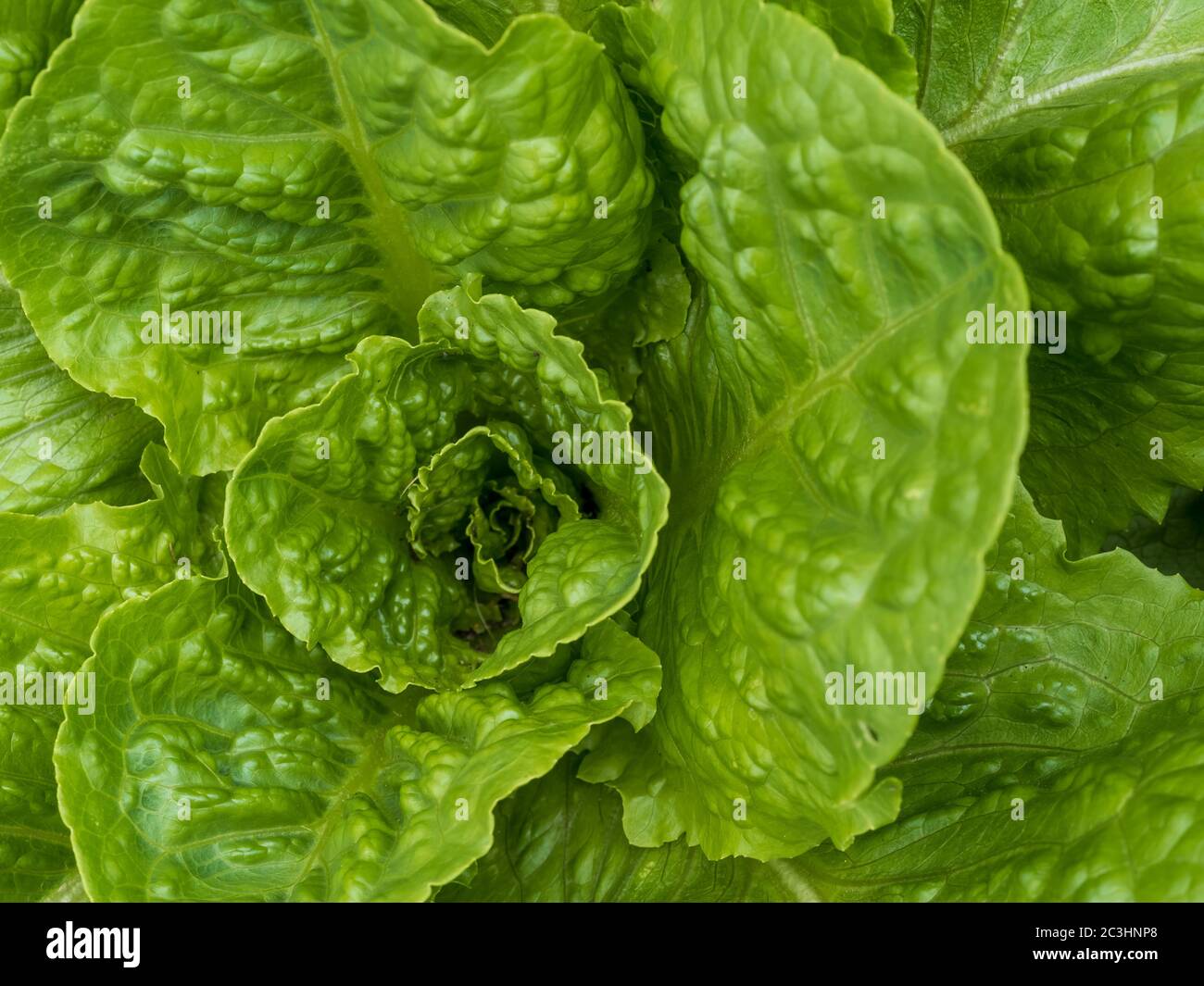 Lattuga Romaine da vicino in macro foto, crescendo in un giardino. Verdure verdi a foglia, coltivate in casa e pronte per un'insalata! Foto Stock