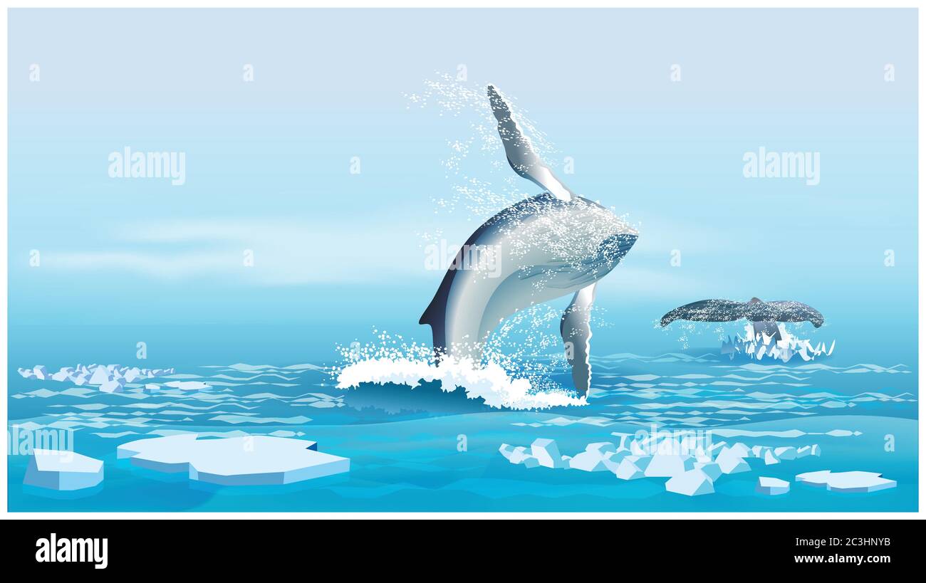Illustrazione vettoriale stilizzata di una balena in mezzo al ghiaccio nell'Oceano Artico Illustrazione Vettoriale
