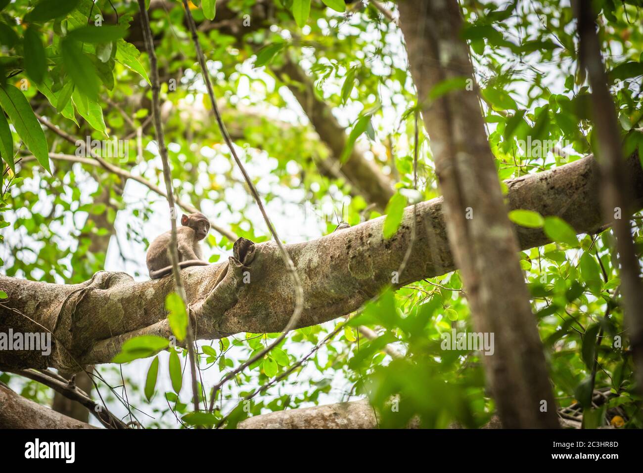Ape su un albero Thailandia Foto Stock