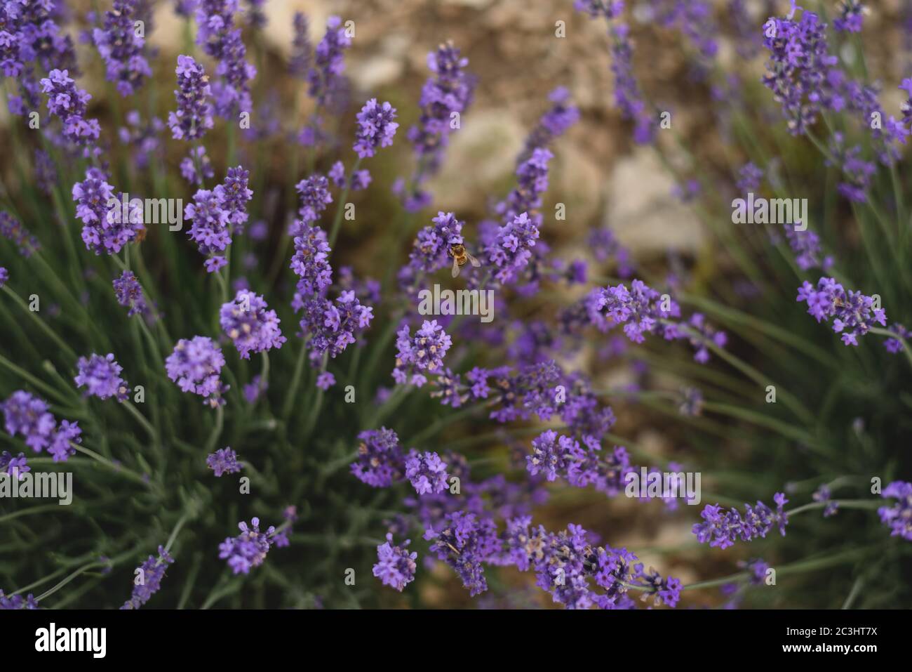 Molti fiori di lavanda witj un'ape piccola. Beautoful sfondo per i vostri progetti. Foto Stock