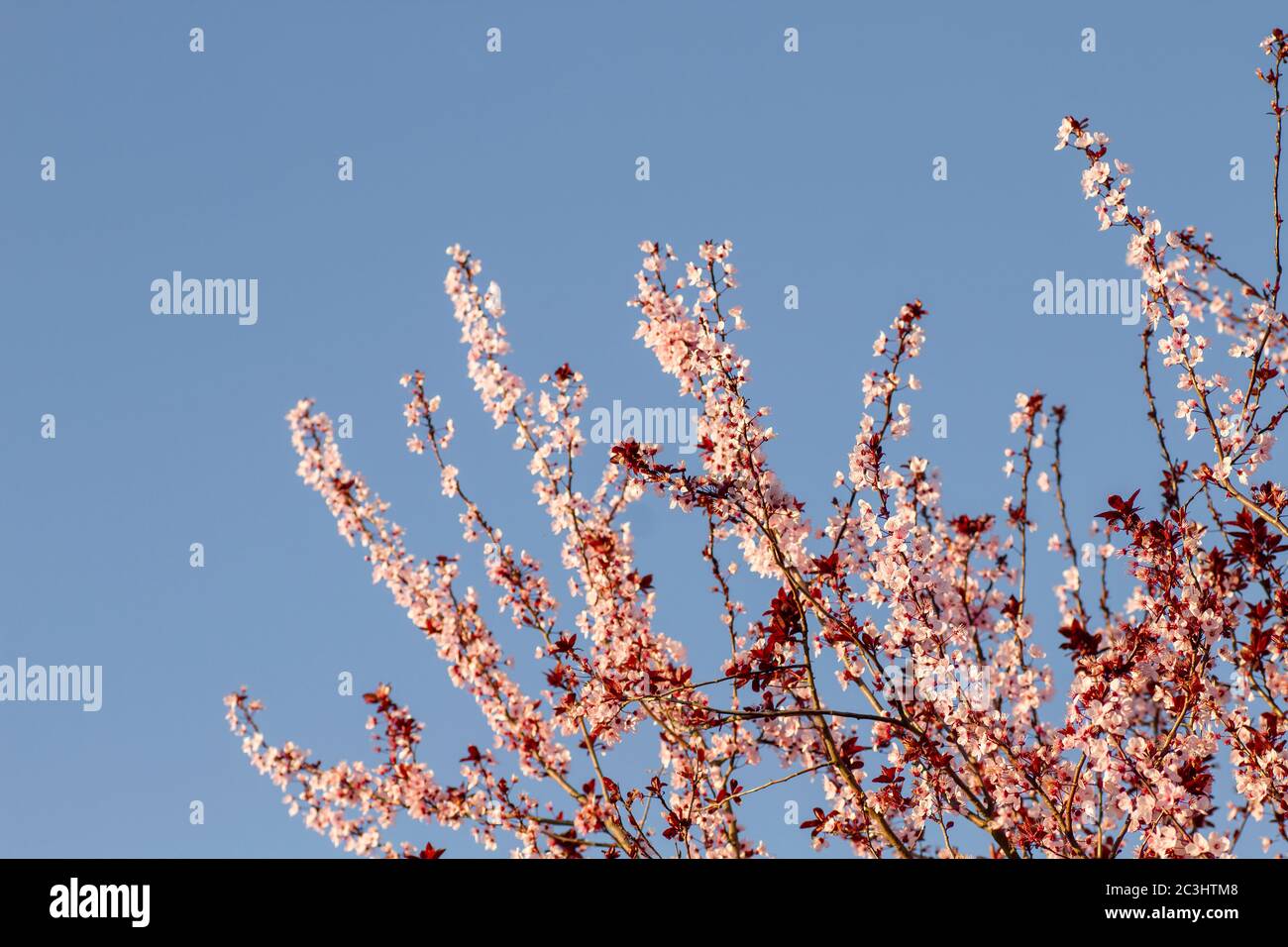 ‘Prunus cerasifera nigra’ o fiori di prugna amarena Foto Stock